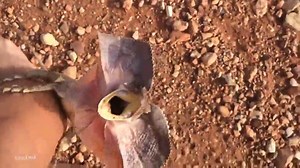 Infuriated frilled-neck lizard attacks man in the outback
