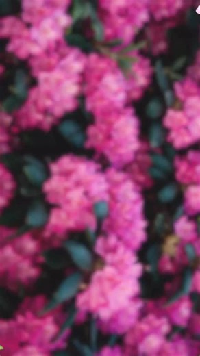 Your attention is requested, dear rider. Indeed, Tap to Pay will soon be arriving to @therealorcacard. While this author cannot divulge arrival to the ton, a soft launch on RapidRide G Line begins Monday, February 2. A new way to pay is among us. #Bridgerton #Netflix #TapToPay #Seattle #KingCountyMetro | King County Metro Transit