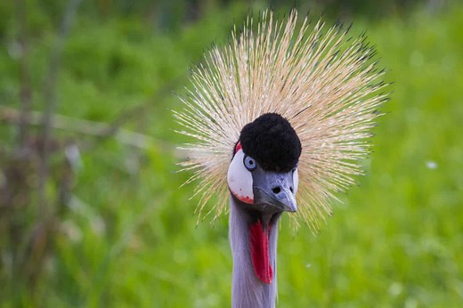 The Most Striking Spiky Animals Alive Today