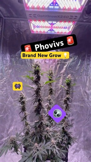 Can a grow light change everything in the final week Phovivis opticgrowx240