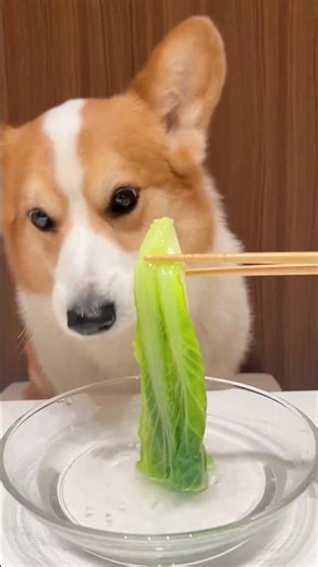 Adorable Pets with Soothing Piano 🐾 | Peaceful Vibes Only