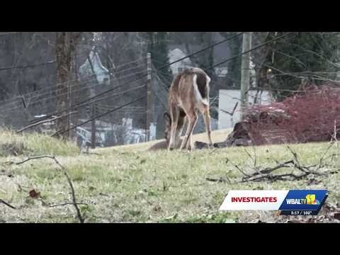 Baltimore City deems deer-culling program successful