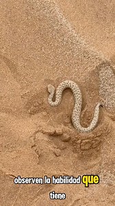 La hermosa Víbora periguey (Bitis peringueyi) | Biología Al Instante