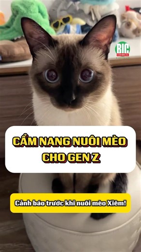 Đừng vội nuôi mèo Xiêm! Sự thật khiến bạn phải suy nghĩ 😂😂😂 #viral #cat #pets #bicchemicalvietnam