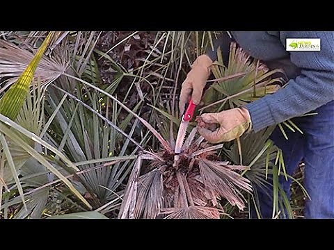 HOW TO FIGHT THE PALM BUTTERFLY WITH PRUNING