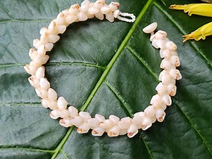Momi Shell Bracelet: Momi Shells, Puka Shells, Rare Hawaiian Jewelry, Kauai Handmade Shell Bracelet, Kauai Niihau Shell Bracelet, Rare Shell - Etsy