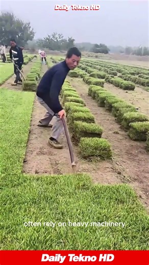 This MANUAL Harvest of Grass Squares Is Intense 😲#SodHarvesting