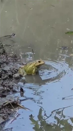 creative video 💞💞💞 #frog #raining #trending #real sound
