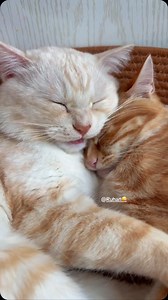 Vine ploaia | Mihai Dragomir