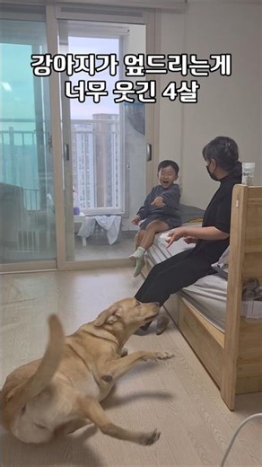 엎드린 강아지가 너무 웃긴 4살 ㅋㅋㅋㅋ