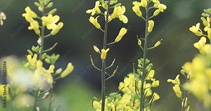 Flowering kale plants in growth at spring vegetable garden Stock Video