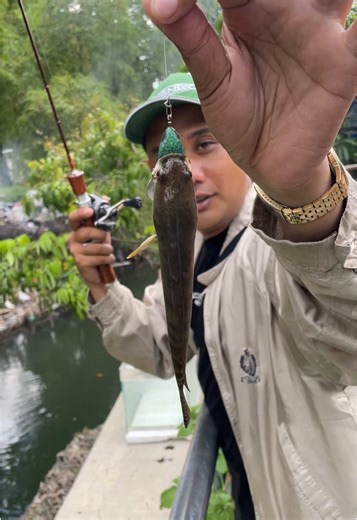 Soft Frog Fishing Techniques: Bigtajo Kalen vs Gabus