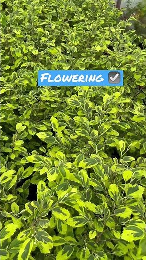 Native! Hamamelis virginiana 'Little Prospect' Variegated Witch Hazel MrMaple.com #nativeplants