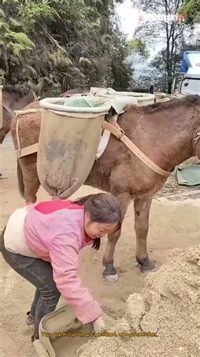 How Horses Carry Heavy Loads in Mountains! 🐎