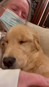 We continue to do our snuggling sessions with Phyllis and Glenny. Phyllis is wearing a mask because she doesn’t want us to get pneumonia. She doesn’t really know if it matters but just in case. We are very good and only occasionally try to pull off her mask. We hope you think we look cute in our snuggling sessions. I know that they are working because they make Phyllis very happy. Have a wonderful evening. Next up will be our zoomie video for the evening. We love you! Love always, MM3 and Meadow