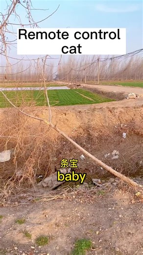 Remote control cat#cat #funny #catsoftiktok #fyp