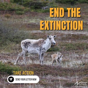 577 reactions · 99 shares | The greatest mass extinction since the dinosaurs. | Nature Canada | Facebook