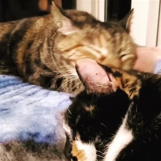 #Circy grooming Cal Cal #catsoftiktok