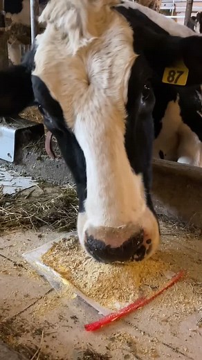 Masterpiece Artwork of a Holstein Cow by Elizabeth