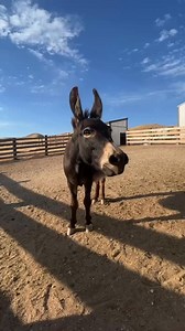 When the warm-ups finally pay off🎙 #funnyanimals #nailedit #minidonkey #micdrop #donkey #bray #braying | Double Donkey Ranch