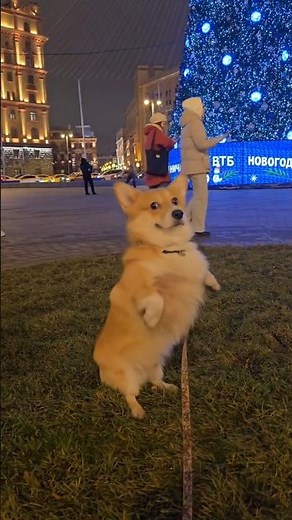 Happy Dogs Smiling & Playing 🐶 Pure Joy That Will Make Your Day Better!
