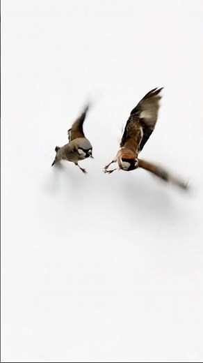 Cat Games: Birds Flying! (Cat TV)