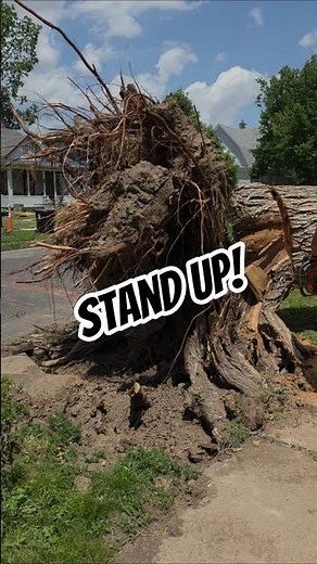 Putting this tree stump back in the hole #standup #chainsaw