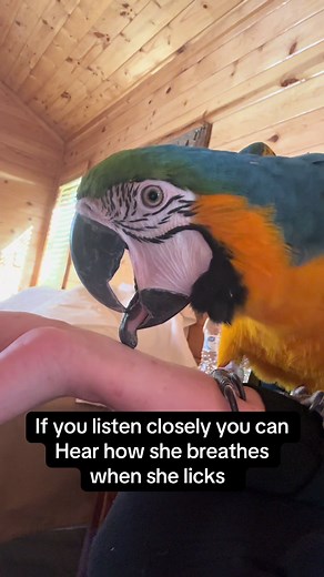 Understanding Macaw Breathing and Behavior