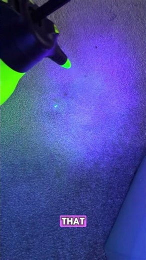 Carpet Cleaning - using UV light to detect the pet stains