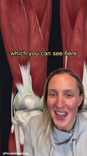 All 4 Quadriceps origin and insertions