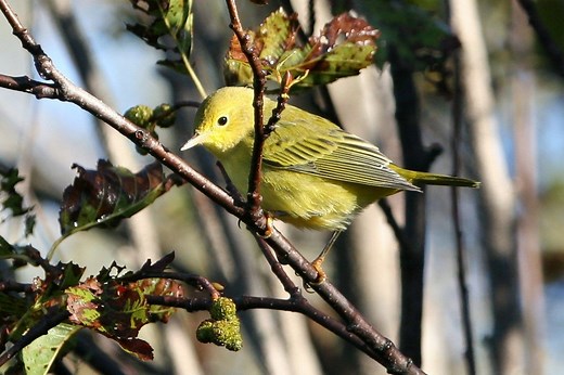 33 Yellow Birds In Arkansas (ID And Song Guide)