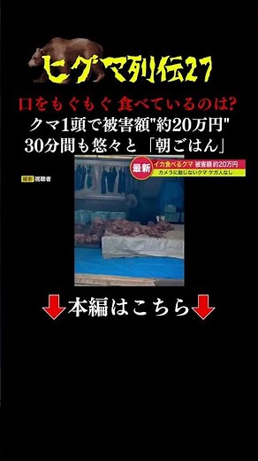 👆本編はこちら👆“OSO18” が駆除されても出没相次ぐ… スルメイカ食べるクマ →20万円被害 小学校に侵入するクマ →休校 北海道 #ヒグマ列伝