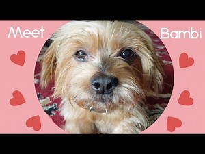 Should you get a silky terrier? Meet Bambi