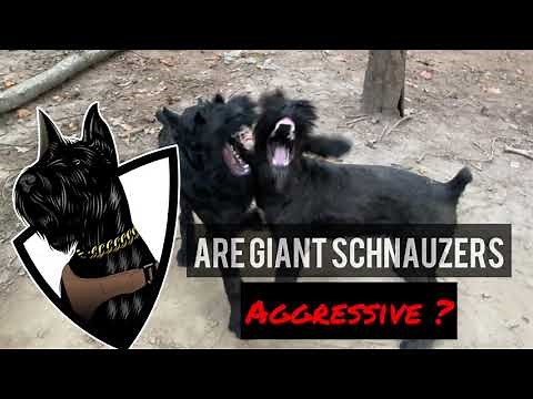 GIANT SCHNAUZER Temperament- What are they like?