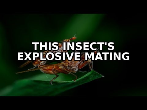 This tiny insect's explosive mating dance is a phenomenon that