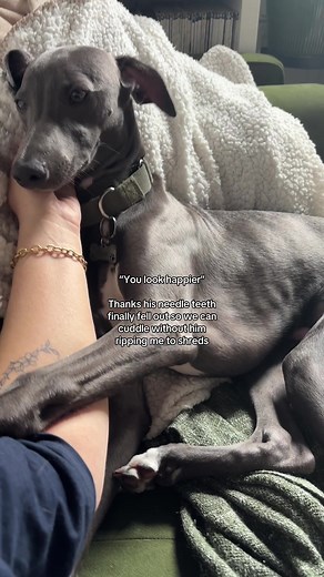 Welcoming Our New Whippet Puppy to the Family