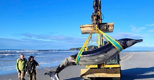 Endangered whale species finds home in waters off New York, New Jersey