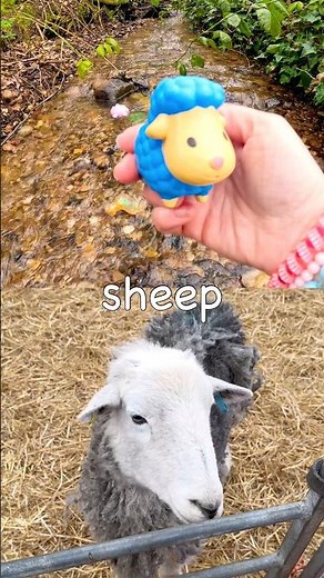 Animal Names for Kids to Learn at the Stream: Pig Sheep Hamster Frog Chameleon