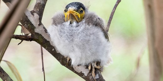 Wild Baby Birds | What to do if I find a Baby Bird | Blog | RSPCA Queensland