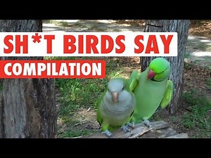 Sh*t Birds Say Video Compilation 2016