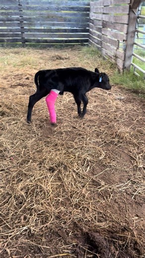 Always something on the farm! | Roberts Farm