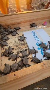 Join the sea turtle send off today at 5:30pm at Urbiztondo San Juan, La Union in front of Flotsam and Jetsam Kabsat La Union Sea you!! 😊❤️🐢 . . . #turtle #turtles #turtlesofinstagram #tortoise #nature #reptile #reptiles #animals #turtlelife #turtlelove #seaturtle #reptilesofinstagram #schildkr #turtlelover #ocean #pet #animal #turtlepower #wildlife #te #tortuga #tartaruga #pets #love #art #sea #turtleturtle #kurakura #tortoises #turtlegram | Curma