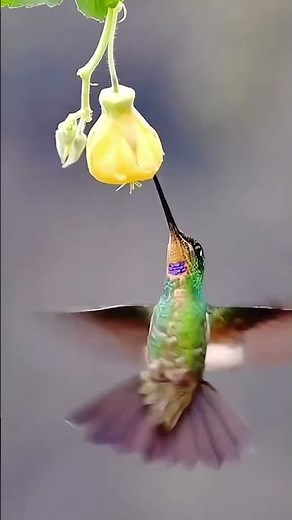 Hummingbirds | Animals | Wildlife | documentary wildlife