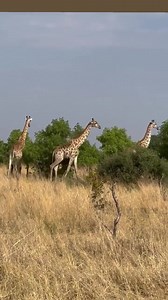 Here’s to 30 more years of moments like these deep in the heart of Hwange National Park with our beloved guests… 🥂🦁🐘 Video credit: Itai David Njanji Eleanor Liebhaber #thehidesafaricamp #luxurysafaricamp | The Hide, Zimbabwe Safari Lodge
