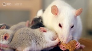 Rats are study subjects, ecosystem scavengers, experimental analogs for human beings, and safe drivers…? #AnimalIQ #NaturePBS #Rats #Animals #Nature | Nature | PBS