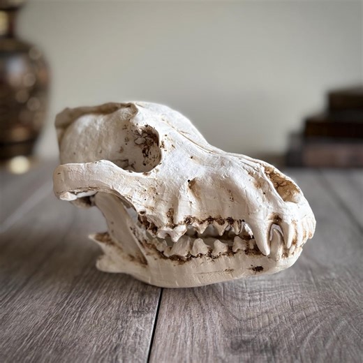 Handmade Resin Wolf Skull Replica – Science & Macabre Decor - Etsy Australia