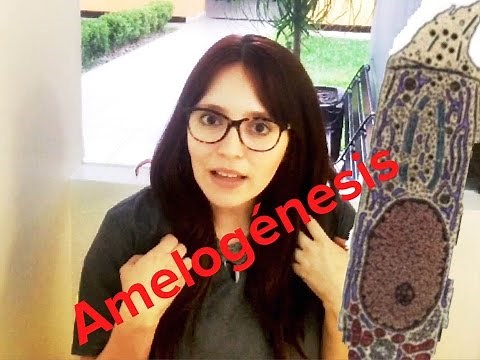 Amelogenesis - Formation of Dental Enamel