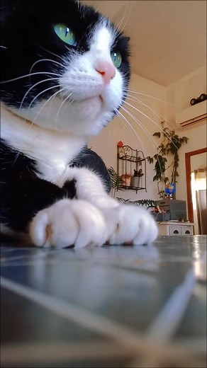 Techno Cat Dance | Good Vibes Week Kickoff