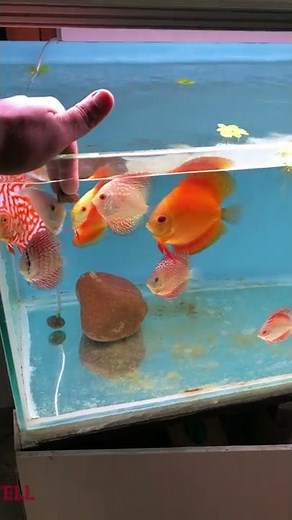 DIY Discus Food | Testing Homemade Goat Heart Mix | Best Discus Fish Food #shorts #aquaticzone