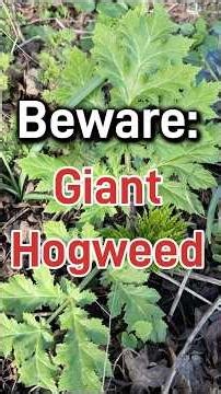 Beware of Giant Hogweed - dangerous to touch!